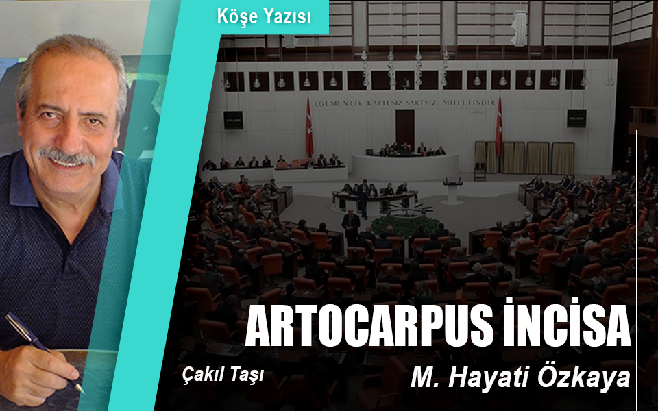 572970ARTOCARPUS İNCİSA.jpg